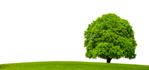 Einzelbaum mit perfekter Baumkrone steht auf Wiese