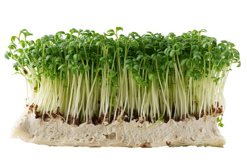 Microgreens sprouts isolated on white background. Vegan micro greens shoot. Growing healthy eating concept, eco soil substrate, micro greens, minimal design