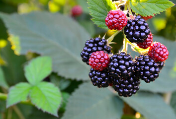 Ripe,ripening and unripe blackberries on blackberry bush in the garden.Rubus fruticosus.Healthy food or diet concept.Selective focus.