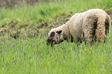 sheep in a meadow