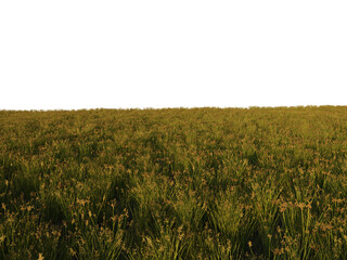 Grass Foreground Floor with Perspective, Transparent Background PNG
