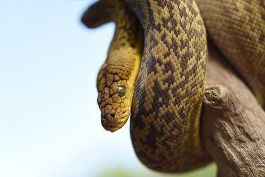 Timor Python (Malayopython Timoriensis)