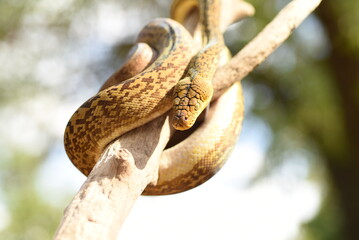 Timor Python (Malayopython timoriensis)