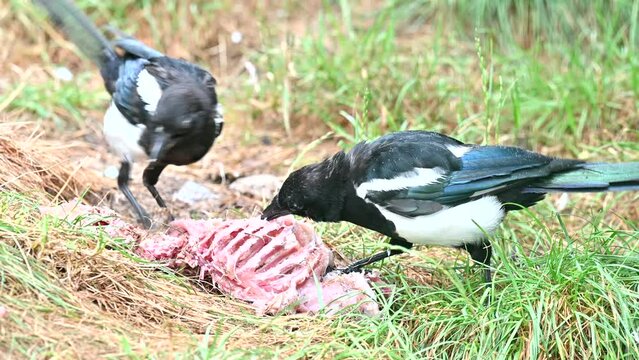 Common Magpie - Pica pica feasting on carrion