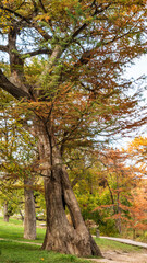 Fototapeta premium autumn in the park