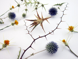      varieties of thorns on a white background      