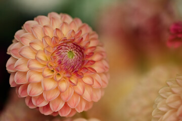 Dahlia flowers close up for background   