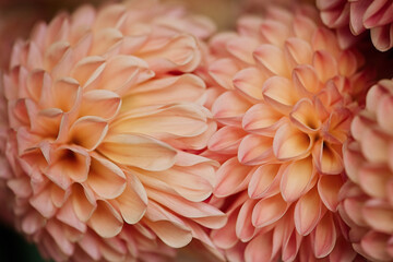 Dahlia flowers close up for background   