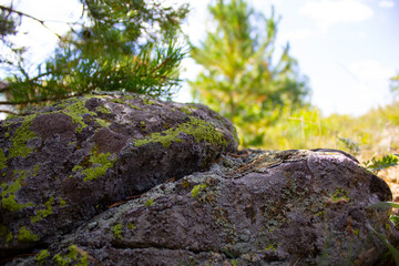 Stones covered with moss in the north of Kazakhstan