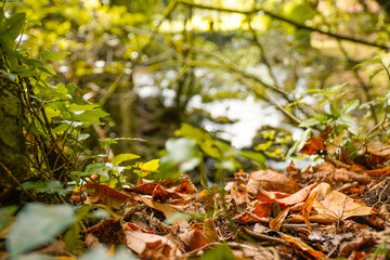 forest closeup with autumn leaves
