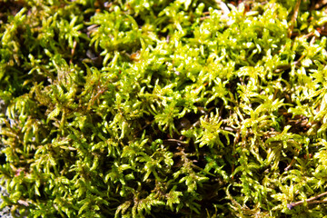 Stones covered with moss in the north of Kazakhstan