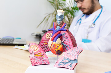 Anatomical model of the lung on desk.
