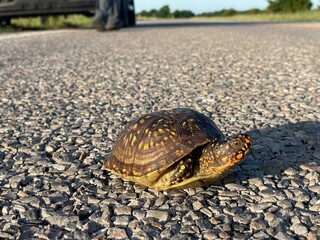 Box turtle on the road