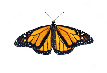 Fototapeta na wymiar Monarch butterfly isolated on white