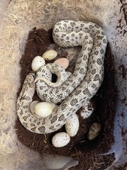 snake laying eggs for the second time 