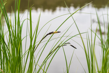 Green wild grass with brown flowers near a pond.