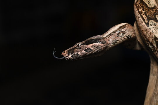 close up of a snake