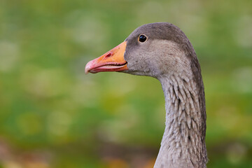 Greylag Goose head close-up (Anser anser)