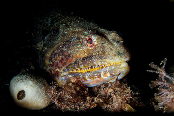dark brown fish with differentiated mouth and eyes in the sea night