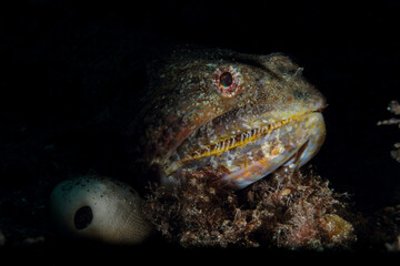 dark brown fish with differentiated mouth and eyes in the sea night