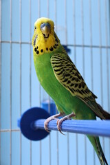 Fototapeta premium wavy yellow-green parrot in a cage