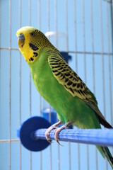 wavy yellow-green parrot in a cage