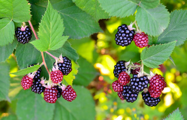Ripe,ripening and unripe blackberries on blackberry bush in the garden.Rubus fruticosus.Healthy...
