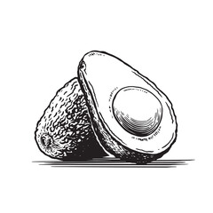 Hand drawn style avocado. Vintage sketch element for labels and packaging. Detailed food drawing.