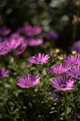 Flores rosas en campo verde