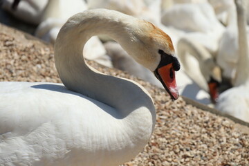 Obraz premium Close up of a mute swan at Abbotsbury Swannery in Dorset, England