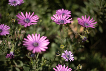 Obraz premium Flores rosas en campo verde