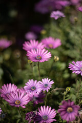 Flores rosas en campo verde