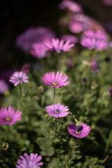 Obraz premium Flores rosas en campo verde