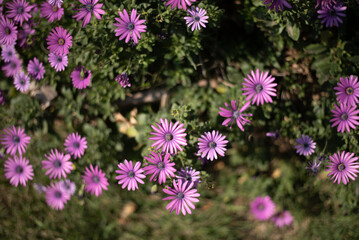 Obraz premium Flores rosas en campo verde