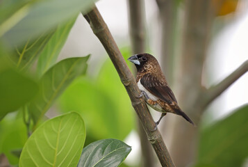 The white-rumped munia or white-rumped mannikin, sometimes called striated finch in aviculture, is a small passerine bird from the family of waxbill finches.