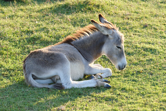 Baby gray donkey lies in the pasture