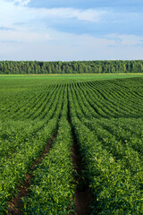 Fototapeta na wymiar potato field during potato flowering. agriculture, cultivation of natural food on an industrial scale.