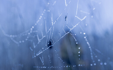 Pattern of morning dew on spider web in blue light. Cobweb mesh texture