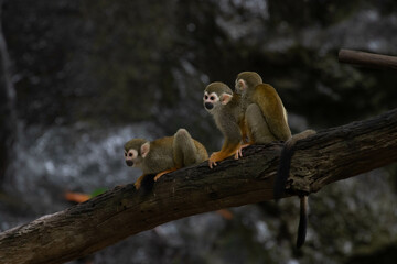 Close up Common Squirrel Monkey, Saimiri Sciureus
