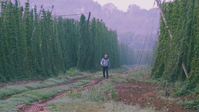 Men in hops filds 02