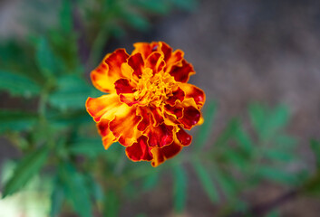 Orange flower Tagetes erecta