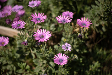 Obraz premium Flores rosas en campo verde