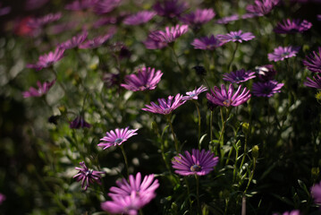 Flores rosas en campo verde