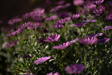 Flores rosas en campo verde