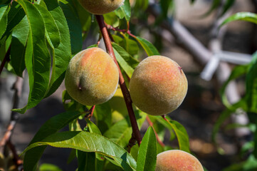 Unripe peach fruits