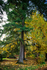 A tall large tree half green and half changing to fall colors