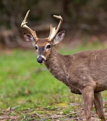 Young make deer looks up making contact with camera