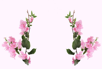 Beautiful Bougainvillea flower isolate on pink background