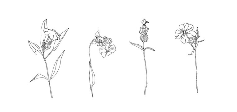 Hand drawn flower collection. Set of outline stem silene latifolia, campion flowers. Black isolated plants sketch vector on white background. Herb wildflower decorative print elements
