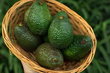 Avocado Basket full of green ripe raw vegetables fruit